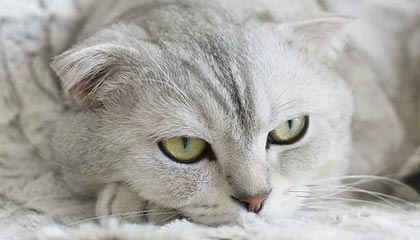 苍南2026年最新北京商务伴游经纪招聘渠道分享(最方便真实的苍南北京爱特博旅运服务有限责任公司招聘方法)