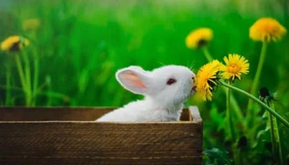 苍南2026年最新北京商务伴游经纪招聘渠道分享(最方便真实的苍南北京爱特博旅运服务有限责任公司招聘方法)