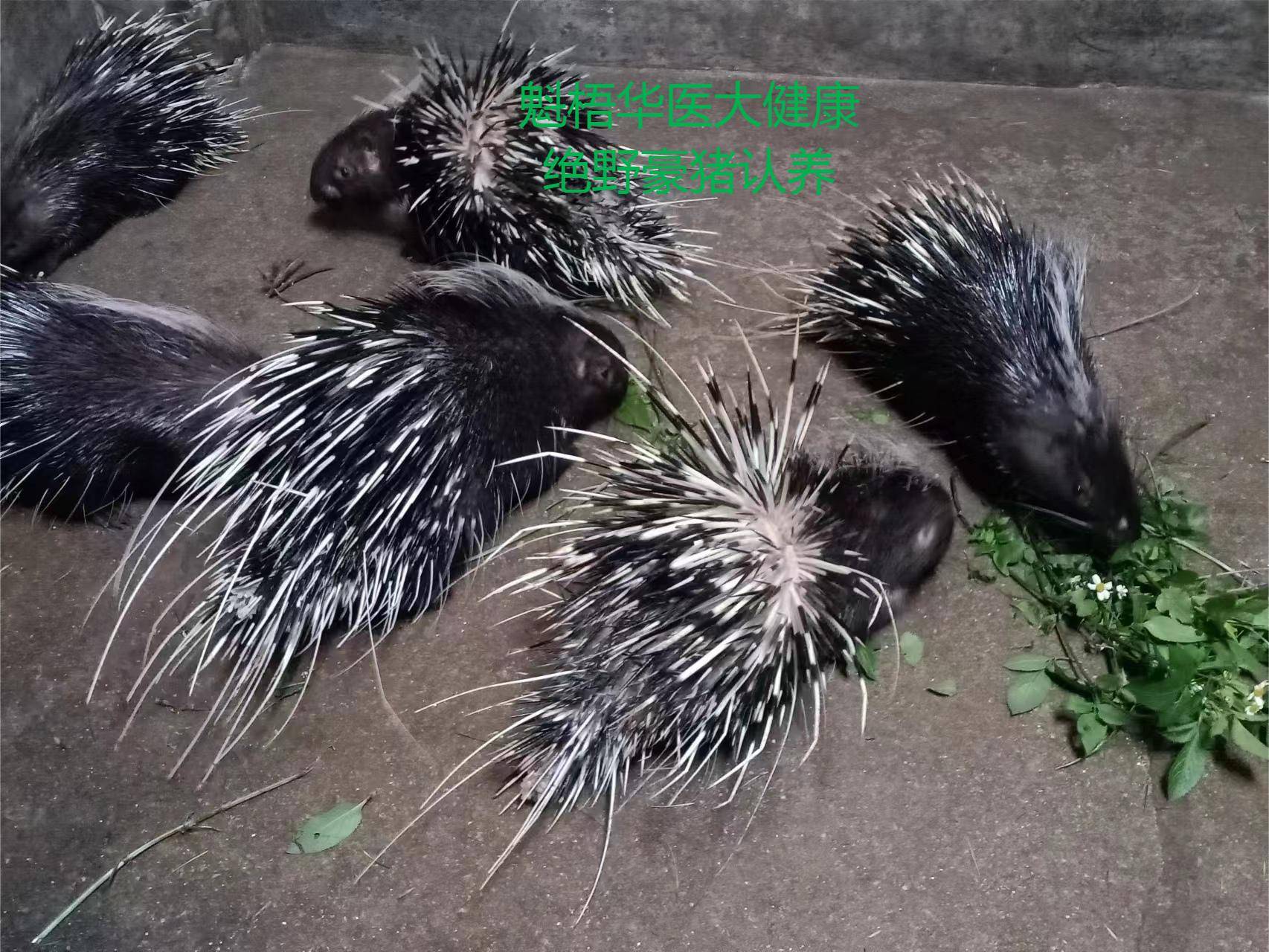最新豪猪回收商家方法分析(最方便真实的苍南豪猪卖去什么地方方法)